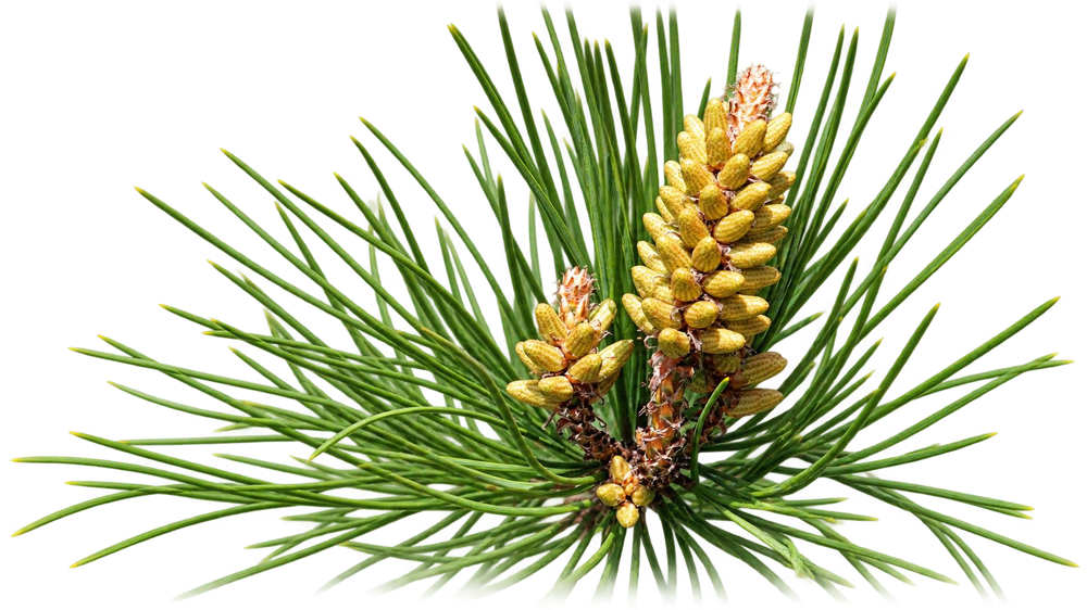 Pure Turpentine Essential Oil | Pinus Palustris